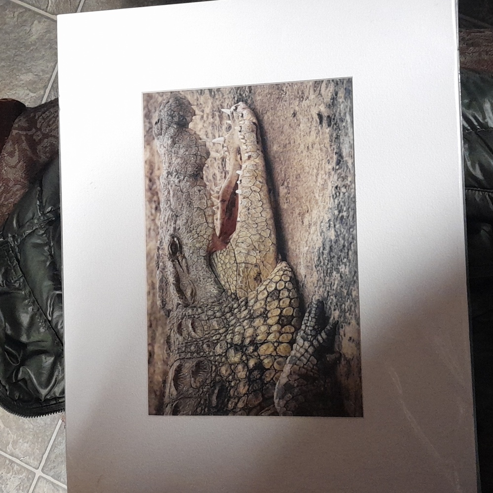 Crocodile  printed picture with border